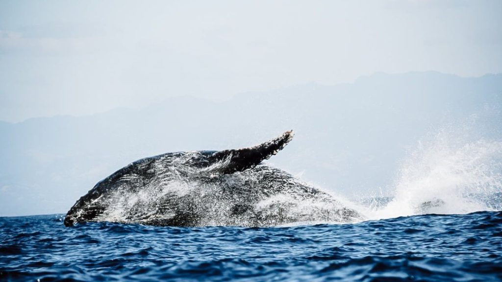 Captan A Ballena Jorobada Y Su Cr A Por Primera Vez En Costa Salvadore A