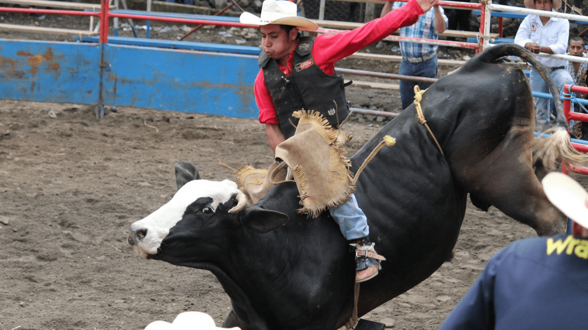 Rodeo profesional