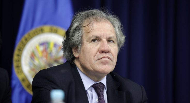 La OEA perdió toda credibilidad al nombrar a Muyshondt como su asesor