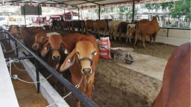 “Sí tenemos pensado realizar la 36 Feria Ganadera” Valerio Marroquín, presidente de la Asociación