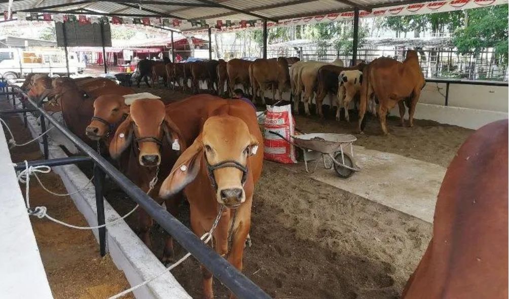 “Sí tenemos pensado realizar la 36 Feria Ganadera” Valerio Marroquín, presidente de la Asociación