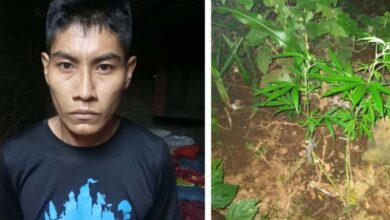 Por cultivó de marihuana y portación de arma de fuego fue detenido pandillero alias "el chino" en Sonsonate