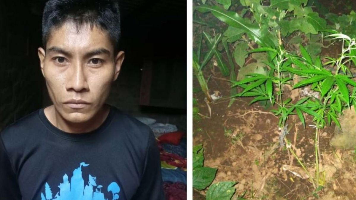 Por cultivó de marihuana y portación de arma de fuego fue detenido pandillero alias "el chino" en Sonsonate