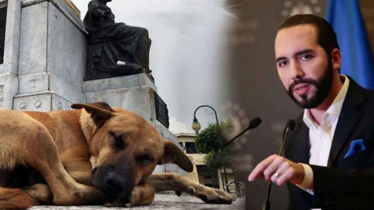 Nayib animales