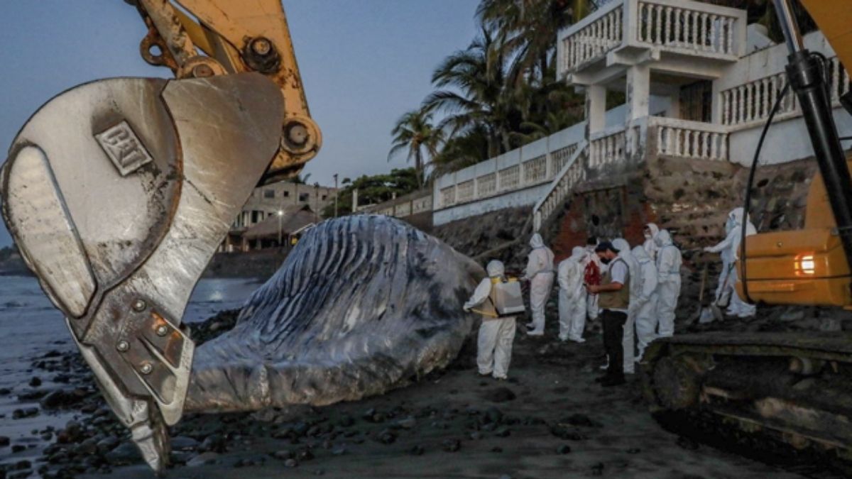 Enorme ballena