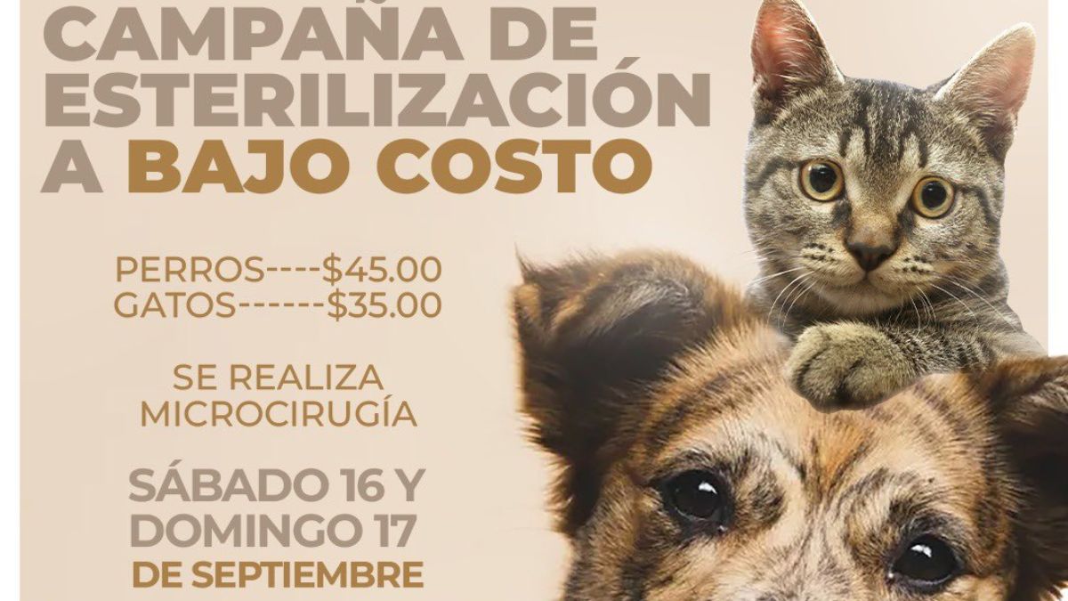 Jornada De Esterilización De Perros Y Gatos A Bajo Costo En Santa Tecla